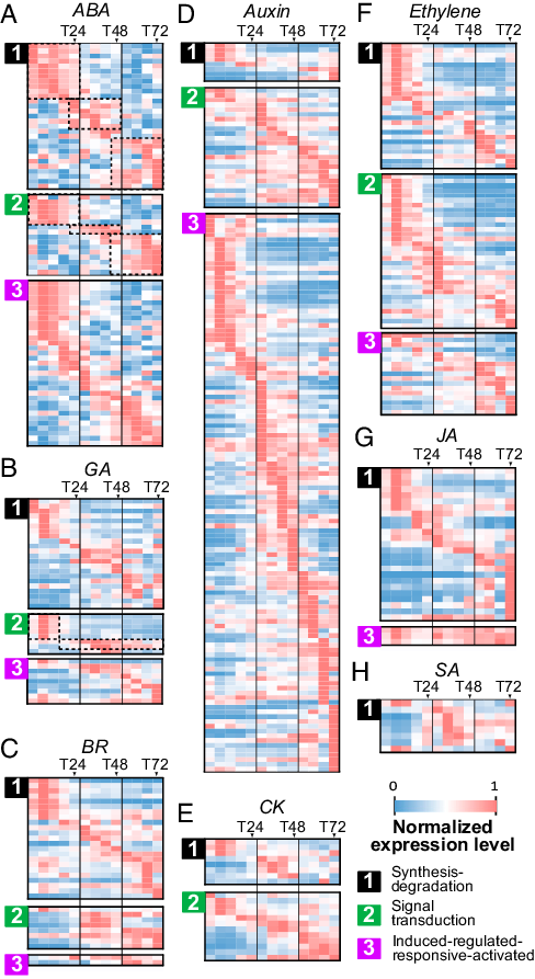 Expression Patterns Of Hormone-related Genes (488x893), Png Download