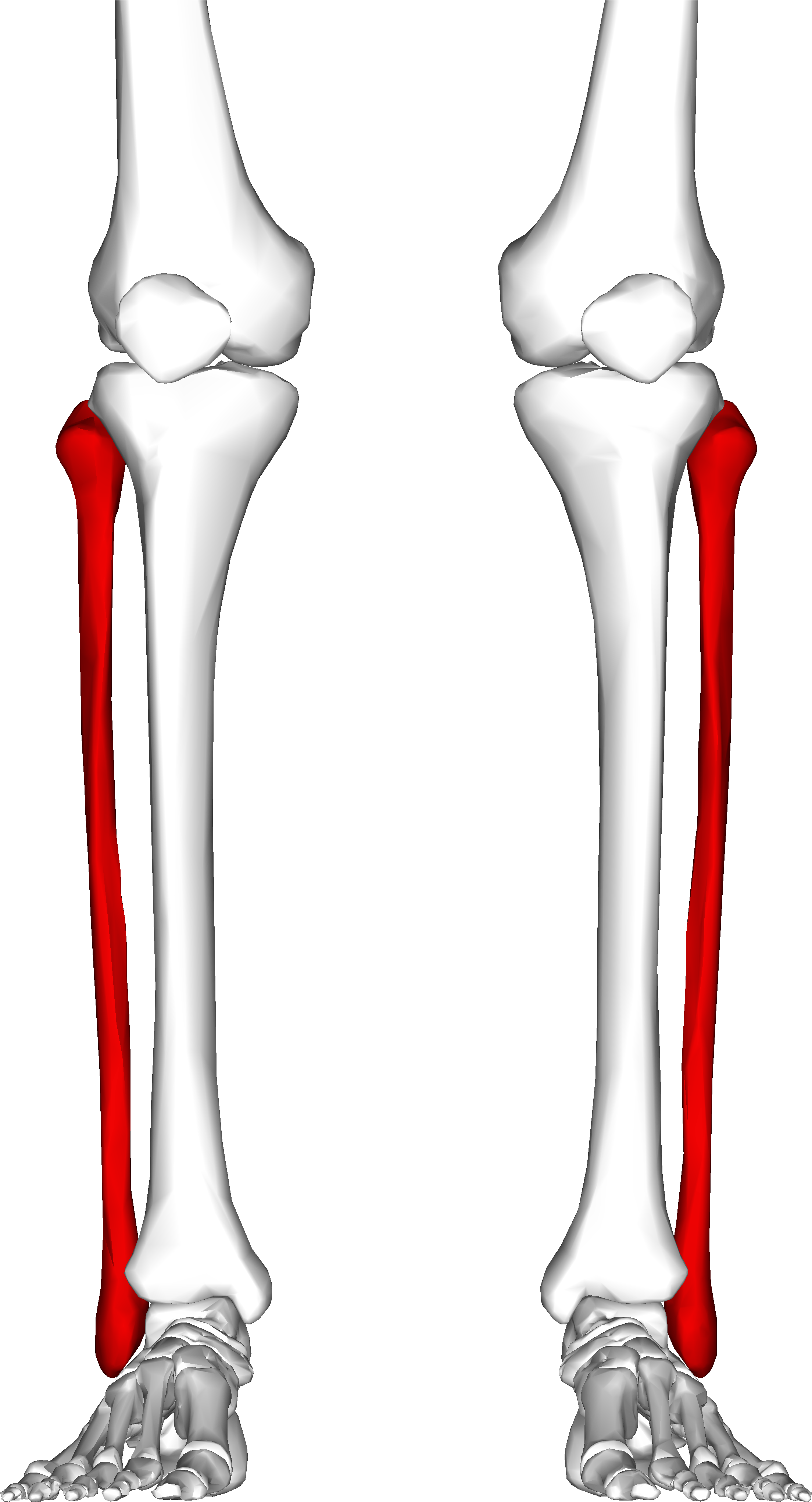 Figure 1 Where The Fibula Is Located In Humans - Fibula Gif (4500x4500), Png Download