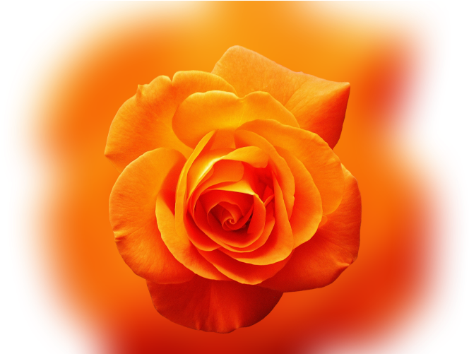 Color Palette Ideas From Orange Rose Flower Image - Good Morning Thursday Orange (700x500), Png Download