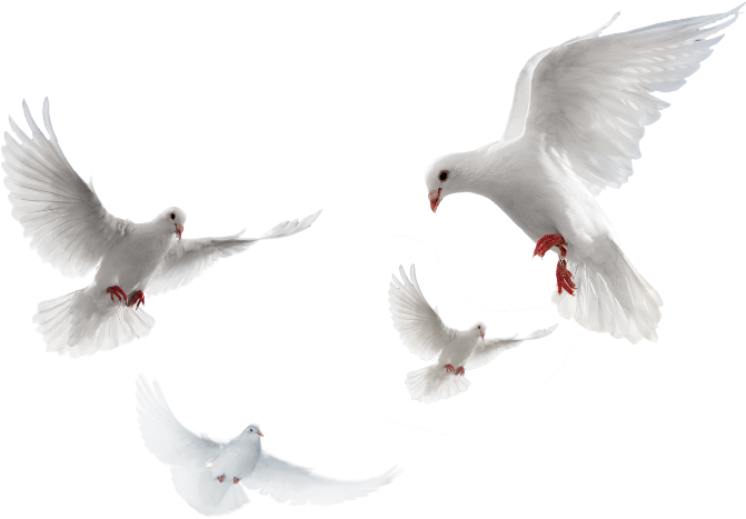 حمام Png (718x480), Png Download
