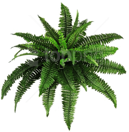 Free Png Plants Png Pic Png Images Transparent - Transparent Plants Png (850x567), Png Download