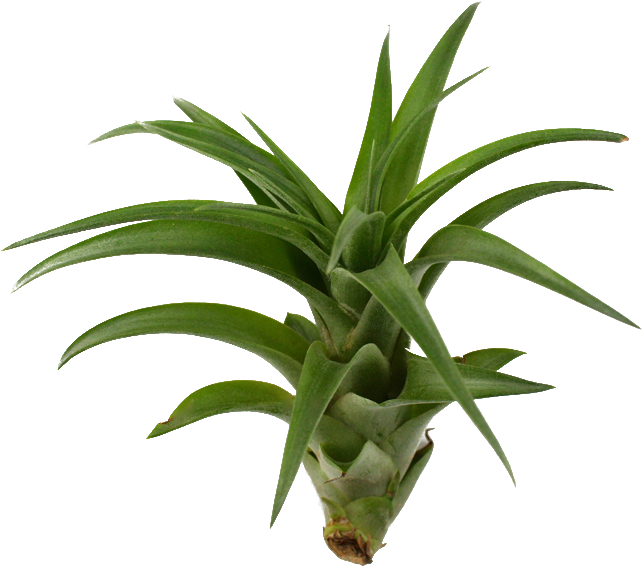 800 X 600 8 - Air Plant Transparent (800x600), Png Download