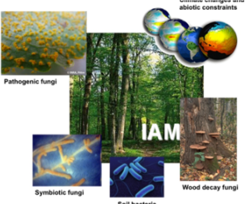 Umr-iam - Tree (1160x665), Png Download