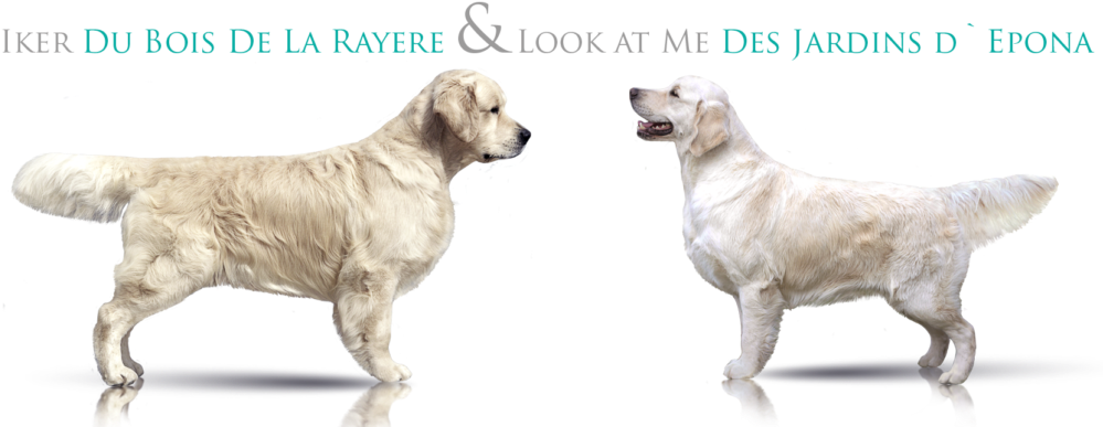 Avaliable Puppies (1024x399), Png Download