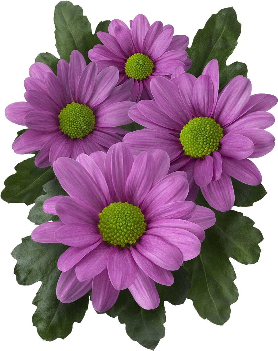 Back - Barberton Daisy (982x1200), Png Download