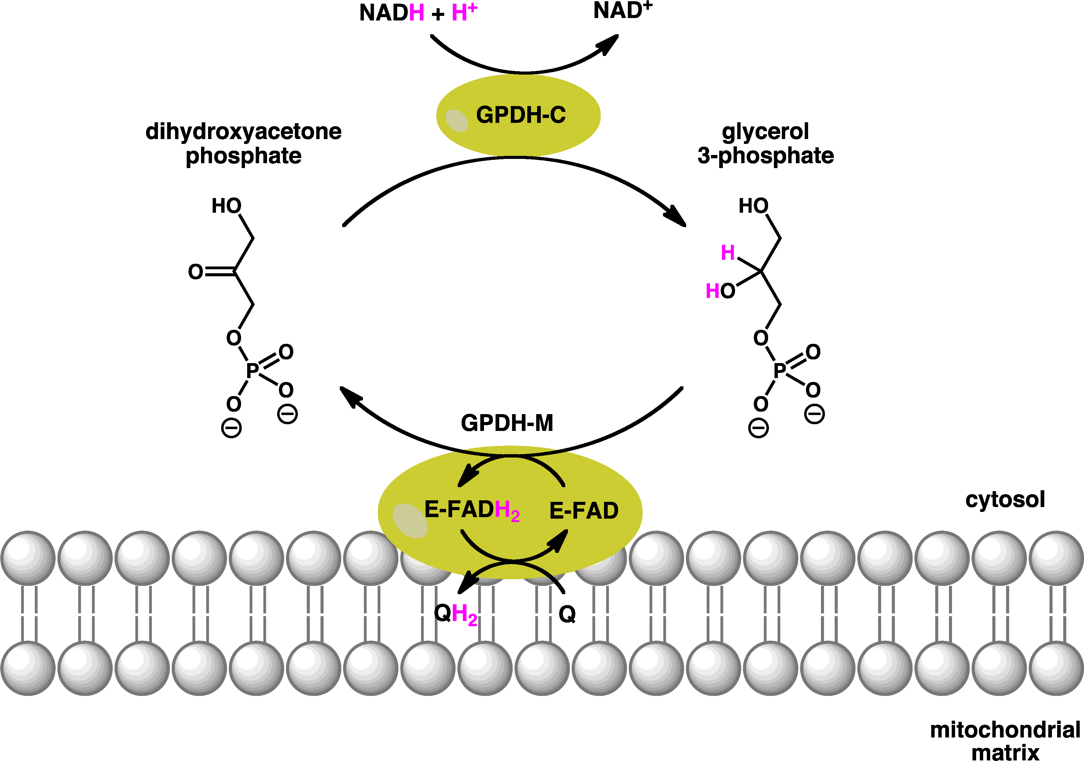 Gpdh Shuttle - Glycerol 3 Phosphate Dehydrogenase Reaction (3563x2535), Png Download