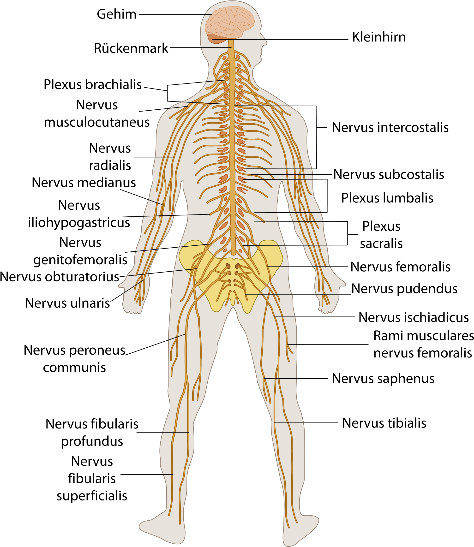 Nervous System Diagram / Nervous System Graph Diagram The central