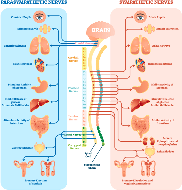 Its Resources Without Replenishing Them - Nerve System Diagram Labeled (700x747), Png Download