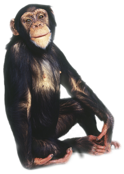 Monkey (480x673), Png Download