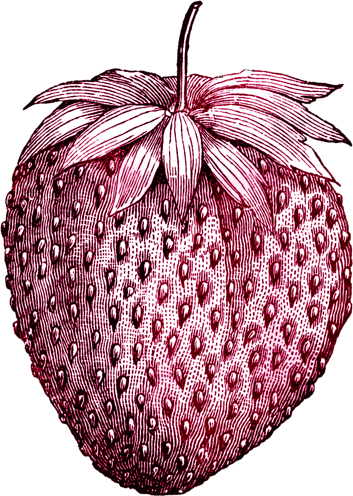 Tattoo Vintage Ice Strawberry Fruit Drawing Cream Clipart - Vintage Strawberry Black And White (726x1024), Png Download