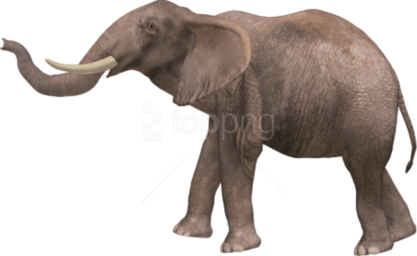 Free Png Download Elephant Png Images Background Png - Different Animals With Names (850x521), Png Download
