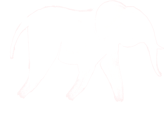 Yelephant-icon - White Cow Silhouette Png (704x704), Png Download
