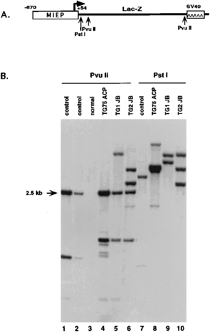 Construct Used To Generate Miep Lacz Transgenic Mouse - Number (718x1134), Png Download