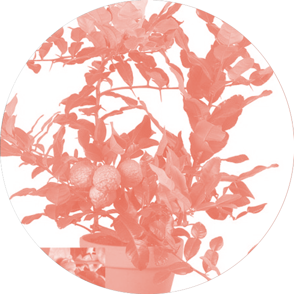 Obscured By A Kefir Lime Bush And A Wild Geranium Wolfman (600x600), Png Download