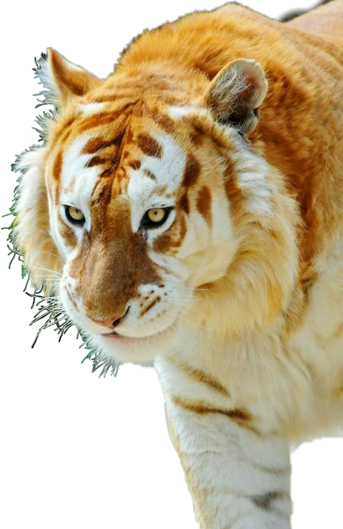 Golden Tabby Tiger (480x740), Png Download