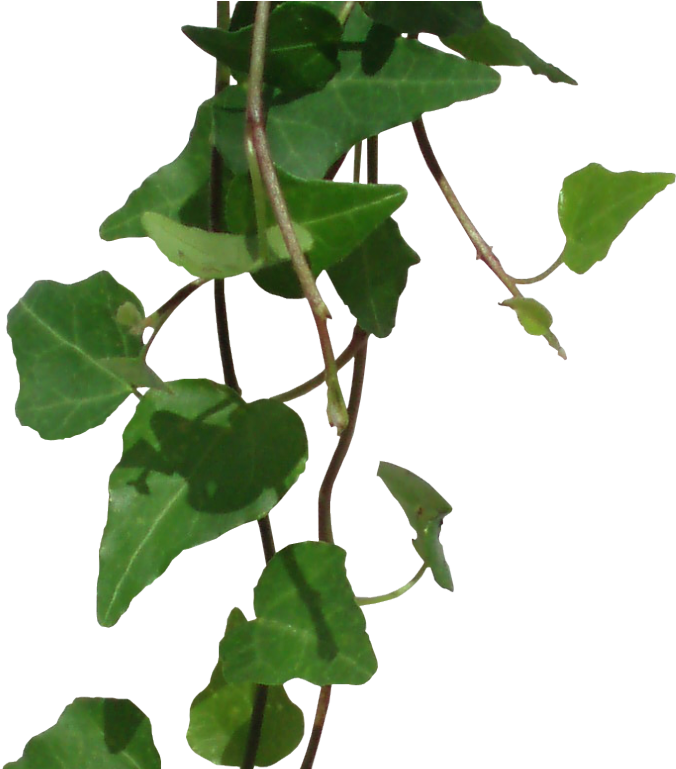 Ivy Png (1366x768), Png Download
