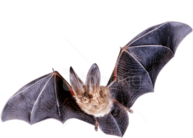 Free Png Download Bat Flying Png Images Background - Fruit Bat Flying Transparent (850x564), Png Download