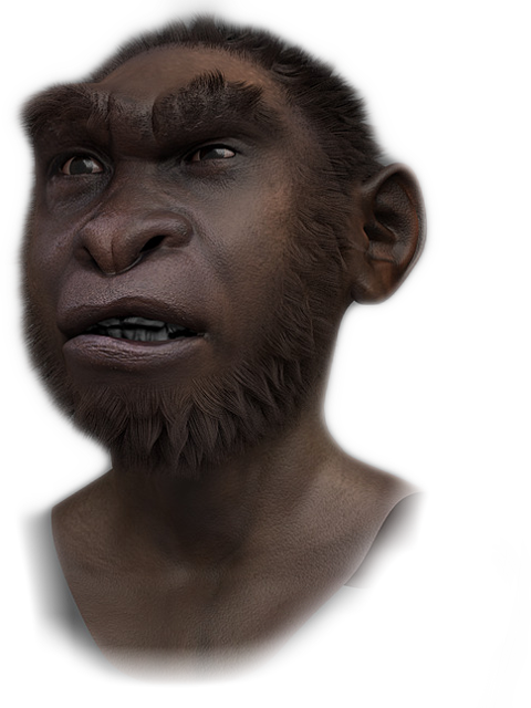 Gorilla (480x640), Png Download