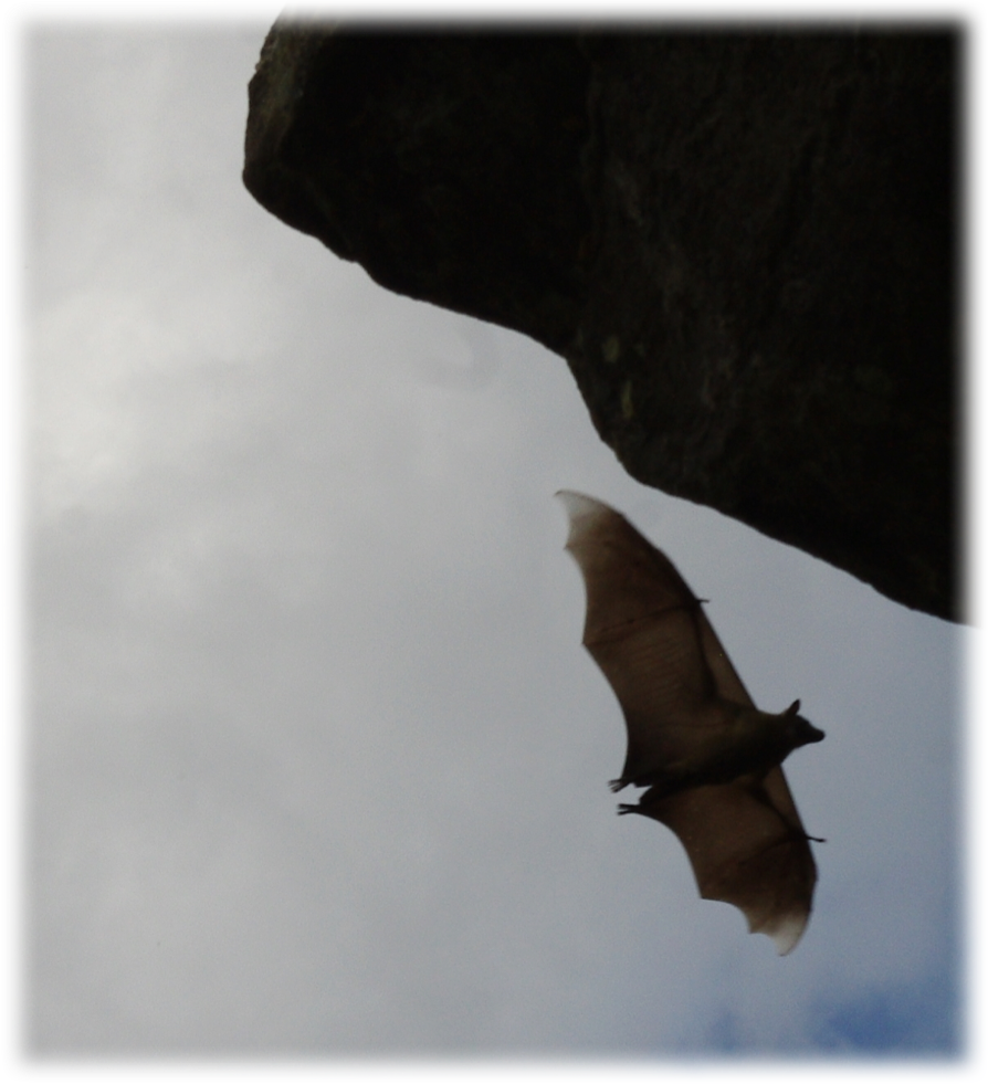 Bat - Little Red Flying Fox (894x981), Png Download
