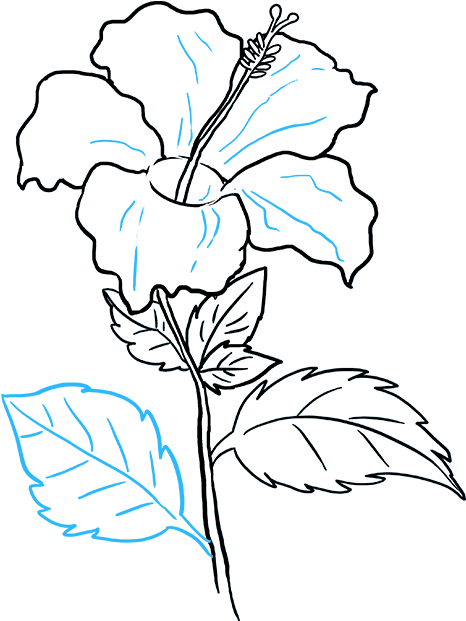Drawings Of Hibiscus Flowers How To Draw A - Hibiscus Drawing (680x678), Png Download