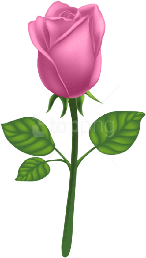 Download Pink Deco Rose Png Images Background - Transparent Background Light Blue Rose Png (480x850), Png Download