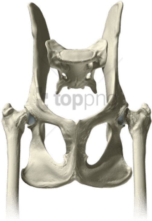 Free Png Download Pelvis Bones Png Images Background - Chair (850x806), Png Download