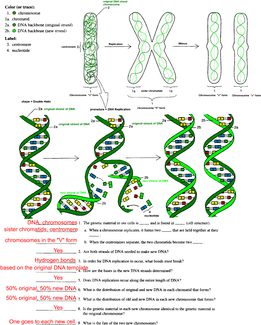 Dna Replication Worksheet Middle School (850x1100), Png Download