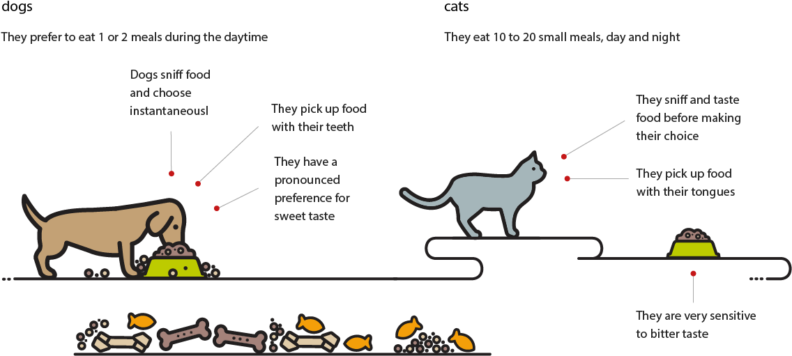 Diana Pet Food - Cartoon (1205x550), Png Download