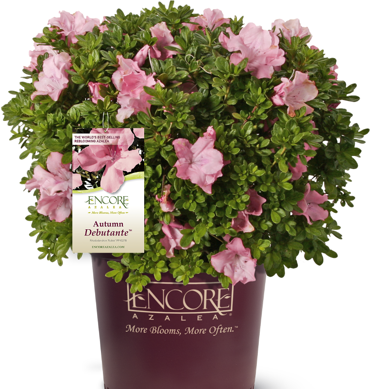 Autumn Debutante Encore Azalea In Branded Pot Main - Flowerpot (800x800), Png Download