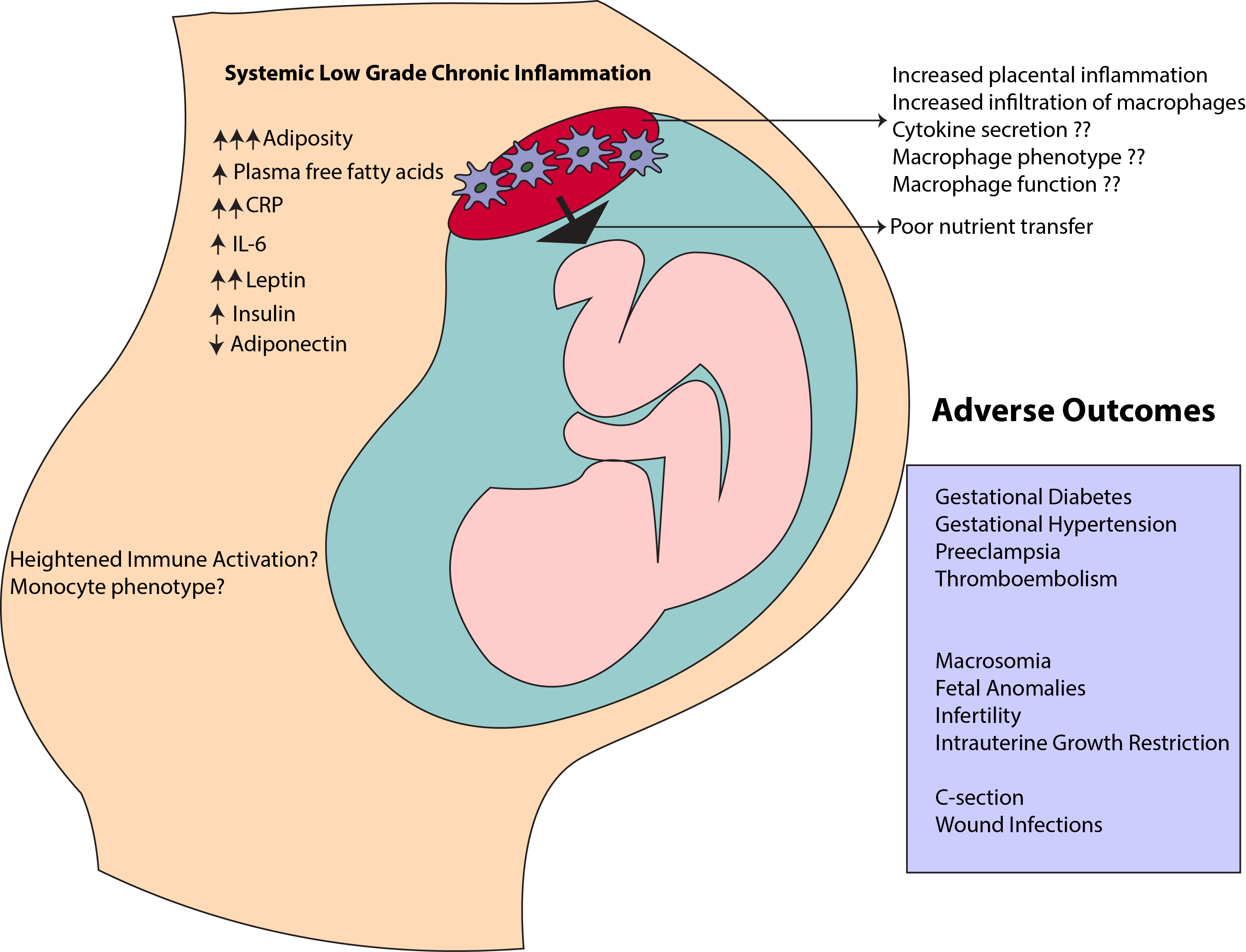 C) The Role Of The Placenta As A Conduit Of Inflammation - Diagram (3192x2439), Png Download