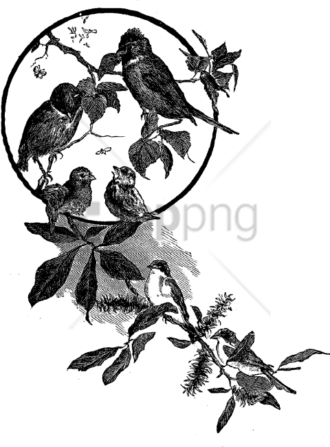 Free Png Flowers And Bird Illustration Png Image With - Bird And Flowers Black (480x650), Png Download