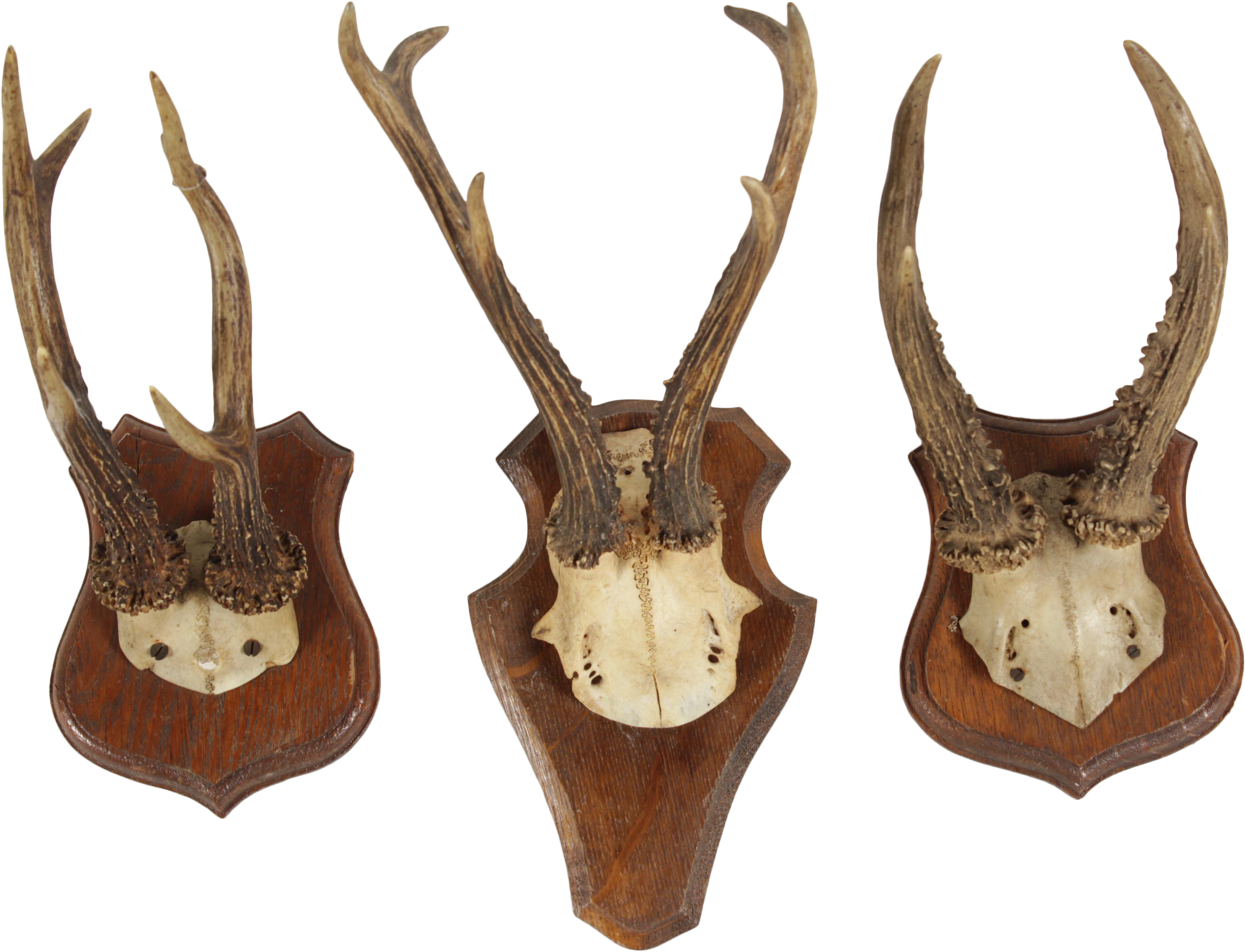 Transparent Deer Antlers - Deer (3140x2401), Png Download