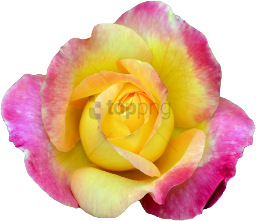 Free Png Transparent Flower Tumblr Png Image With Transparent - Pink And Yellow Flower Png (850x743), Png Download