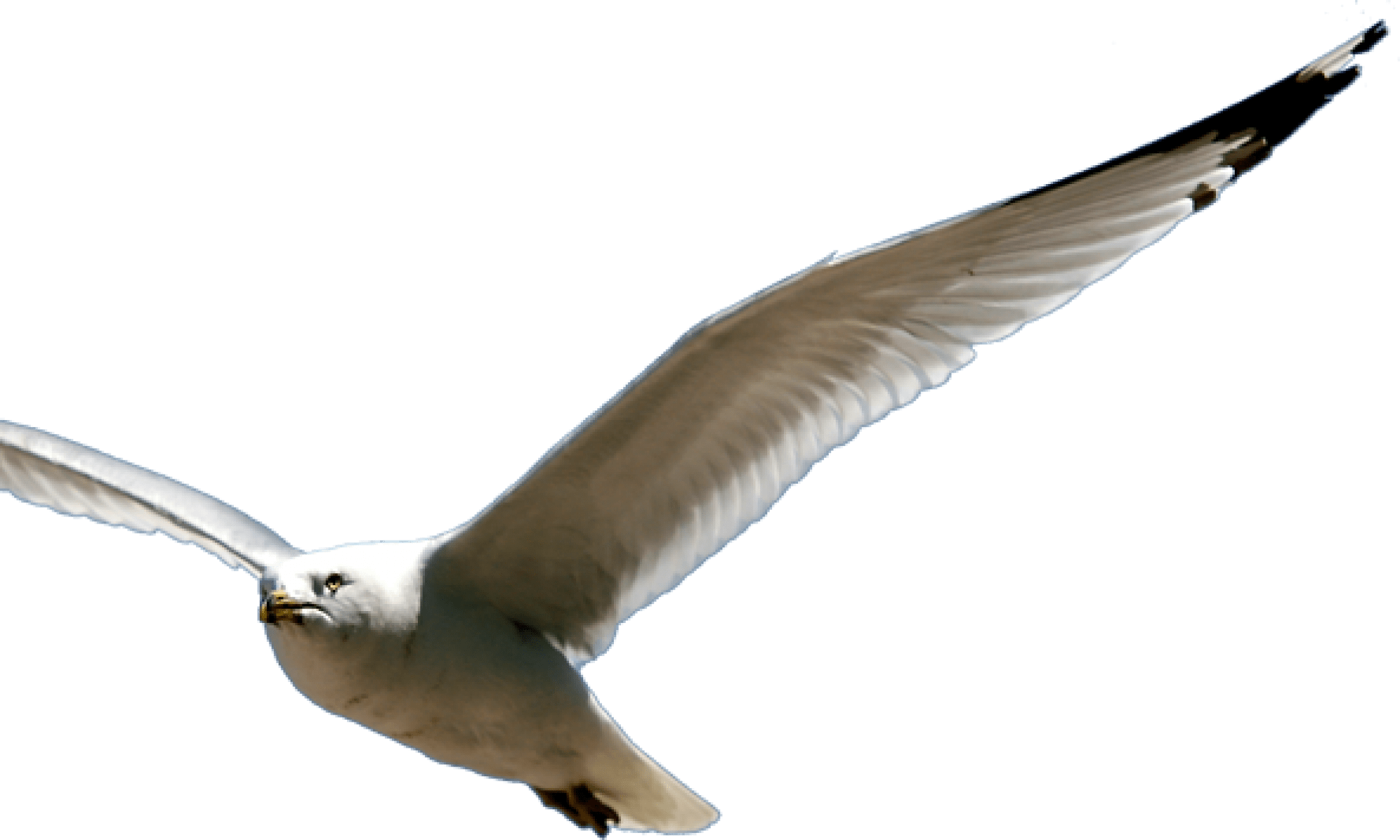 Beauty - Great Black-backed Gull (2000x1200), Png Download