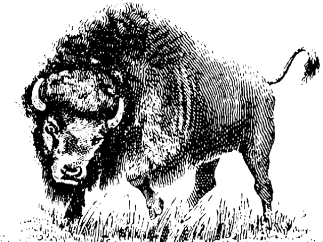 Buffalo Clipart Png - Vector Black And White Buffalo (640x480), Png Download