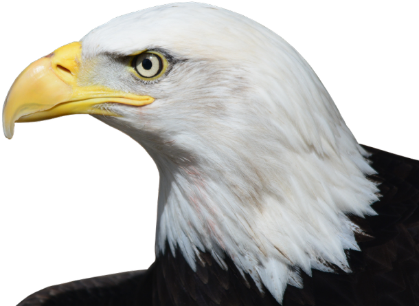 Bald Eagle Png Transparent Images - American Eagle Head Png (640x480), Png Download