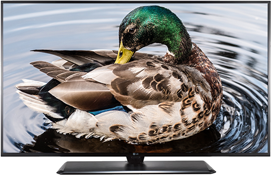 32lv340h 1 - Mallard (1024x1024), Png Download