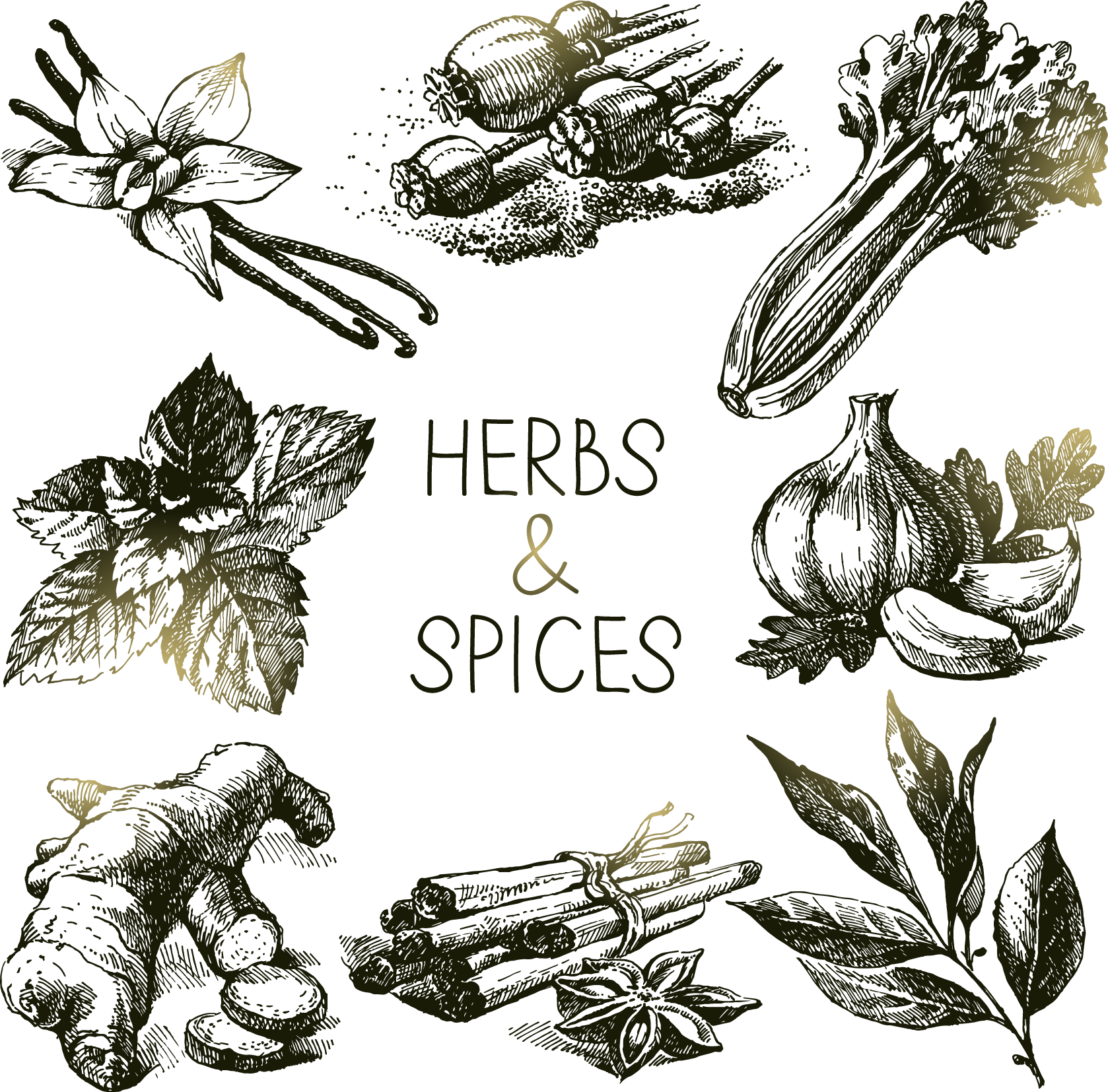 Svg Spice Herb Royalty Free Floating A Variety - Drawing Of Herbs Sketches (1678x1654), Png Download