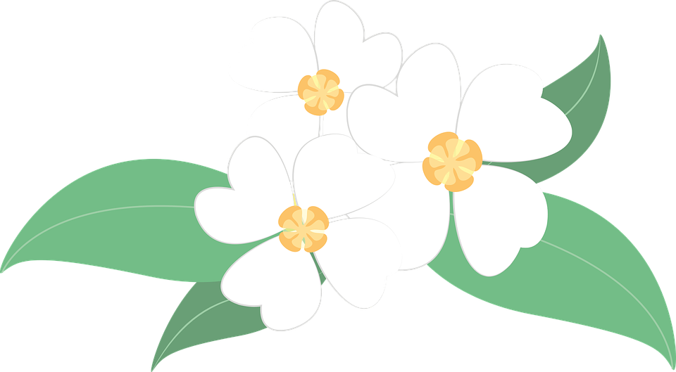 Download Gambar Bunga Melati Putih - Koleksi Gambar Bunga