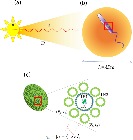 Thermal Light And Photosynthetic Complexes - Diagram (540x570), Png Download