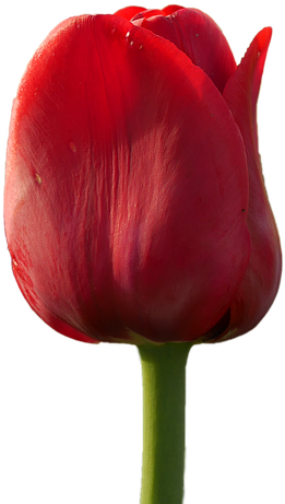 Tulip Flower Free Png Transparent Images Free Download - Sprenger's Tulip (960x640), Png Download