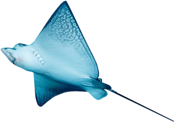 Eagle Ray (600x434), Png Download