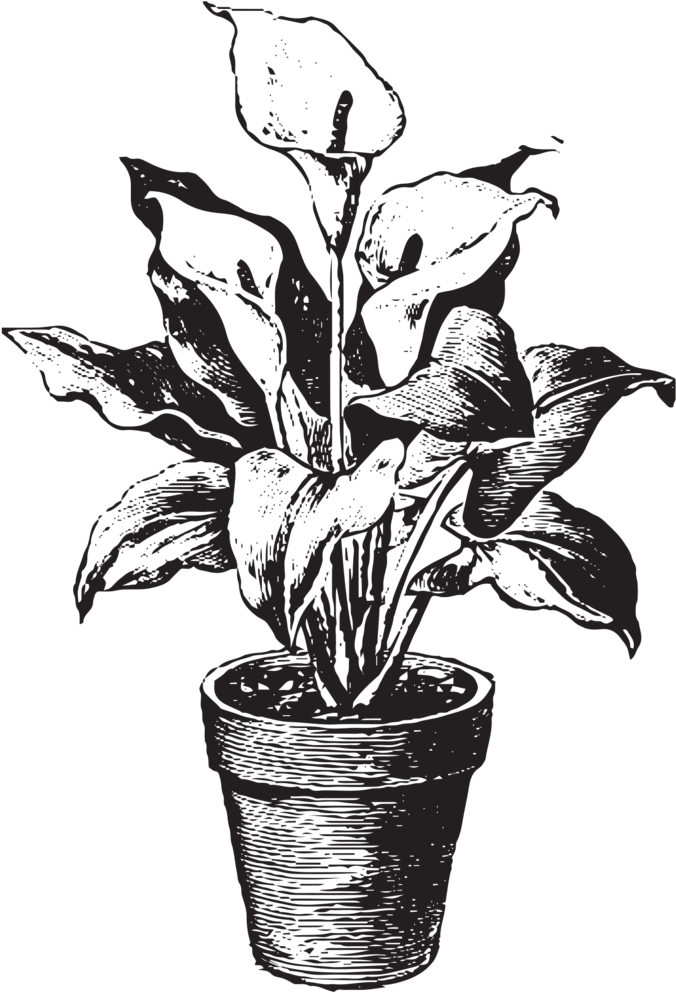 Flowerpot (1000x1000), Png Download