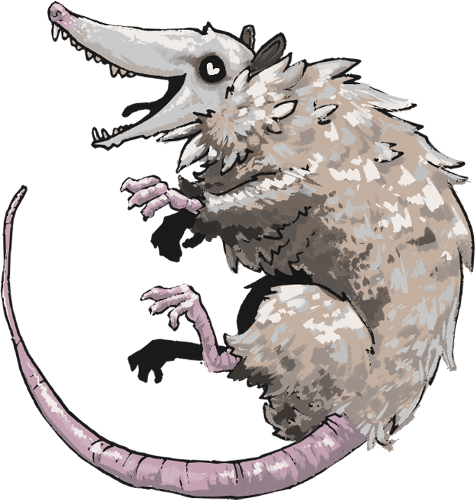 Opossum - Illustration (750x761), Png Download