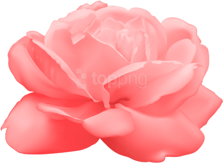 Free Png Download Rose Png Images Background Png Images - White Rose Png (850x622), Png Download