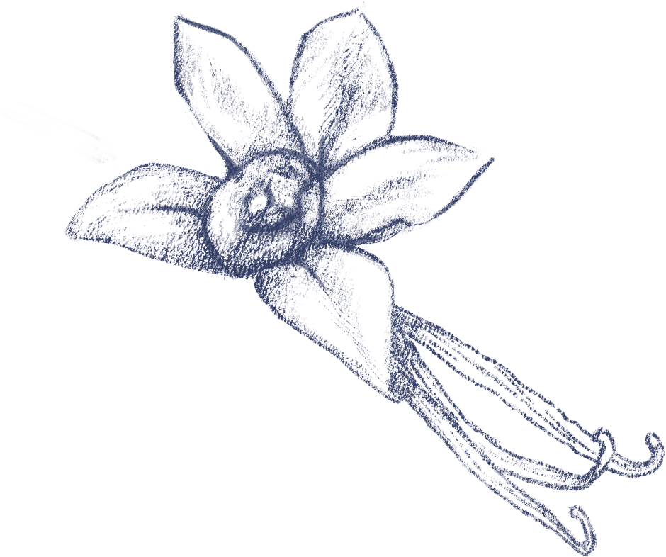 The Usage Of Vanilla Dates Back To The Aztec Era And - Sketch (1000x1000), Png Download