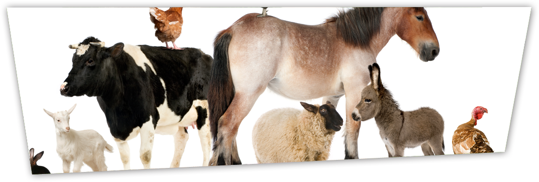 Animal Rentals - Farm Animals Png (1072x362), Png Download
