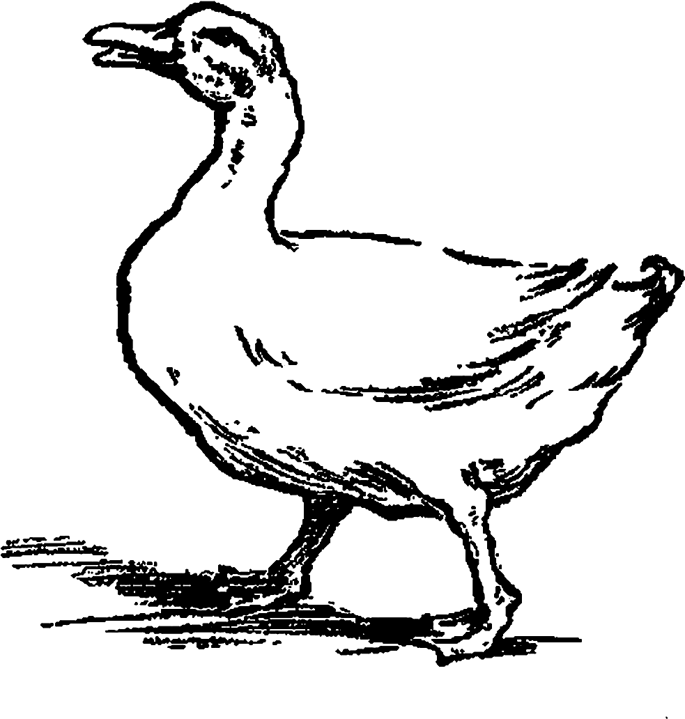 Digital Stamp Design - Duck (1200x1173), Png Download