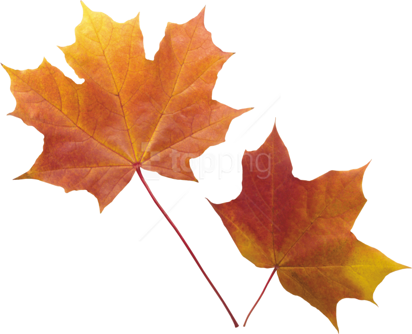 Free Png Autumn Leaf Png Images Transparent - Fall Leaf Transparent Background (850x689), Png Download