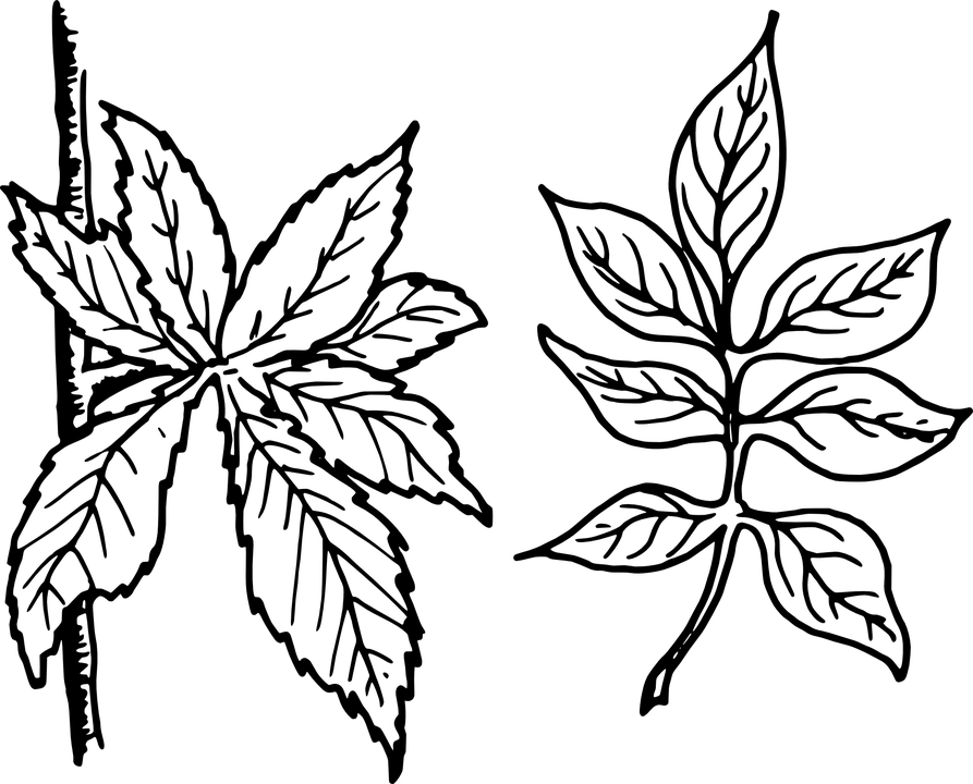 Free Vector Graphic Tree Leaves Leaves Botany Plant - Compound Leaves Clip Art Black And White (893x720), Png Download